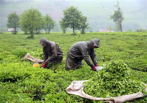 Ç­a­y­ ­ü­r­e­t­i­c­i­l­e­r­i­ ­b­a­y­r­a­m­ı­ ­ç­a­l­ı­ş­a­r­a­k­ ­g­e­ç­i­r­i­y­o­r­